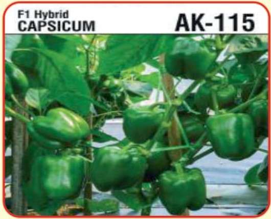 F1 Hybrid Capsicum AK-115
