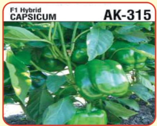 F1 Hybrid Capsicum AK-315