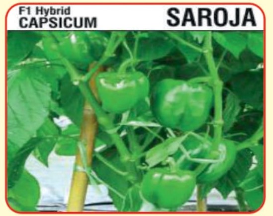 F1 Hybrid Capsicum Saroja