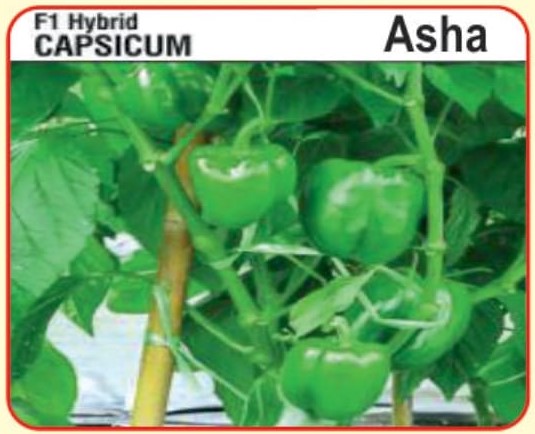 F1 Hybrid Capsicum Asha