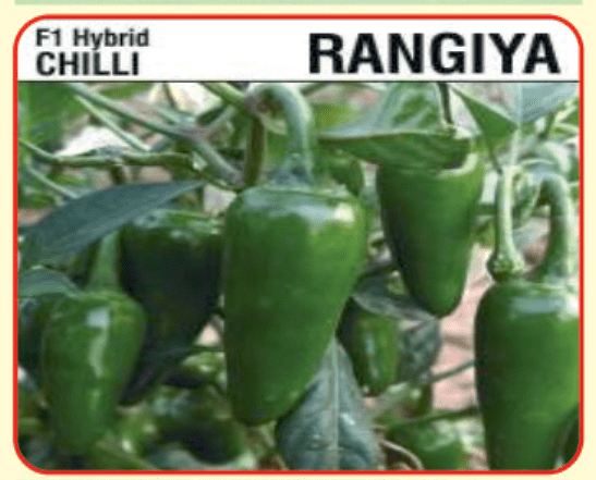 Alaknanda F1 Hybrid Chilli Rangila
