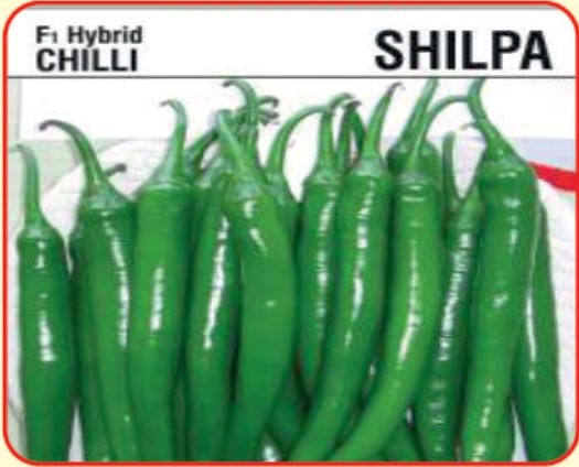 Alaknanda F1 Hybrid Chilli Shilpa