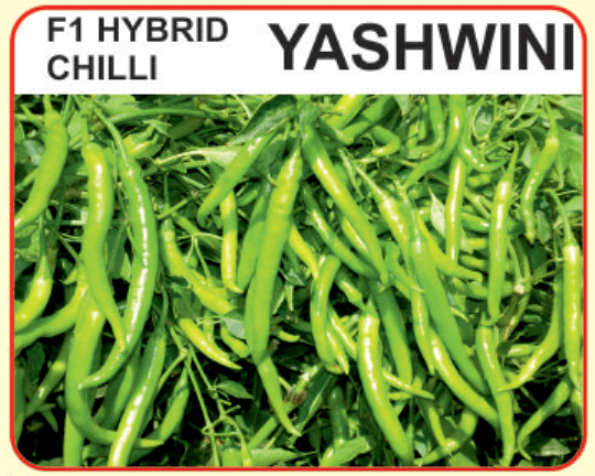Alaknanda F1 Hybrid Chilli Yashwini