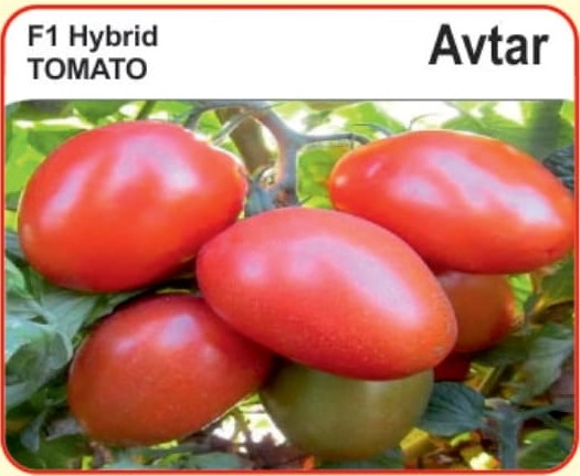 F1 Hybrid Tomato Avtar - alaknanda hybrid seeds