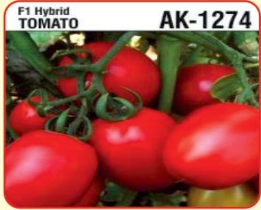 F1 Hybrid Tomato AK-1274 - alaknanda hybrid seeds