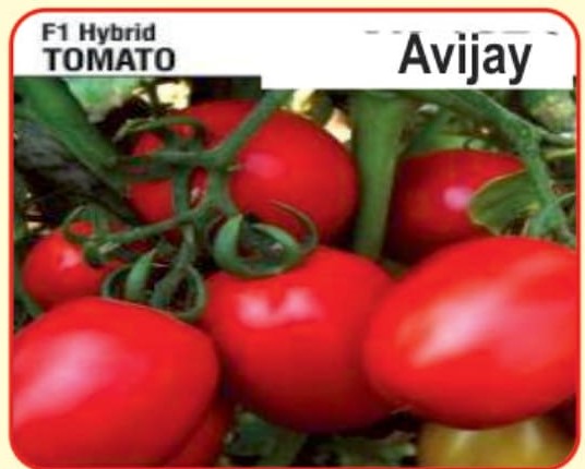 F1 Hybrid Tomato Avijay :- alaknanda hybrid seeds