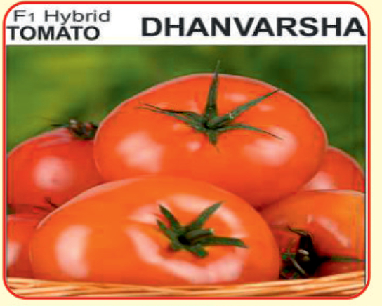 tomato seeds Dhanvashra