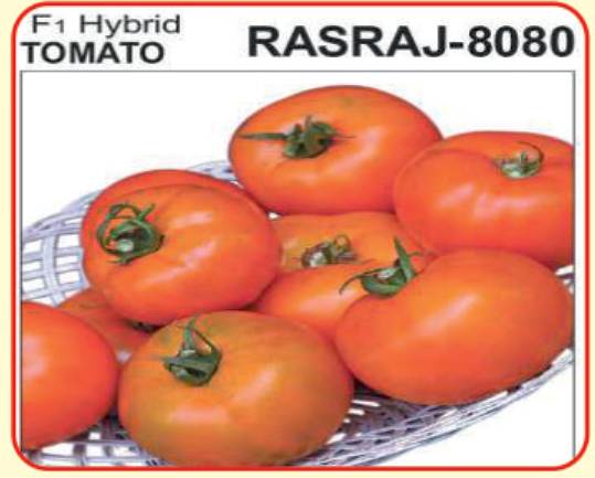 Tomato seeds Rasraj 8080 - alaknanda hybrid seeds