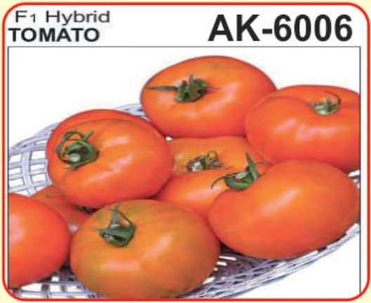 tomato seed ak 6006 - alaknanda hybrid seeds