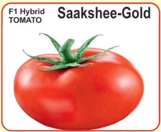 tomato Saakshee-gold :- alaknanda hybrid seeds