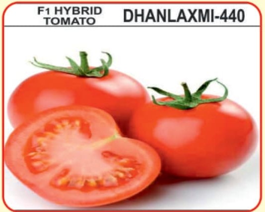 Hybrid Tomato seed Dhanlaxmi-440:- alaknandahybridseeds