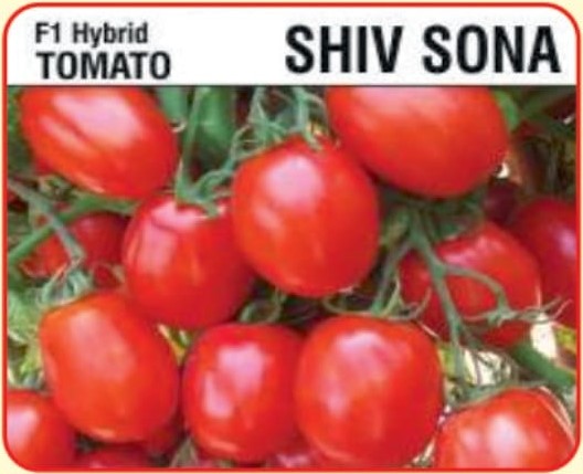 tomato seed shiv sona - alaknanda hybrid seed