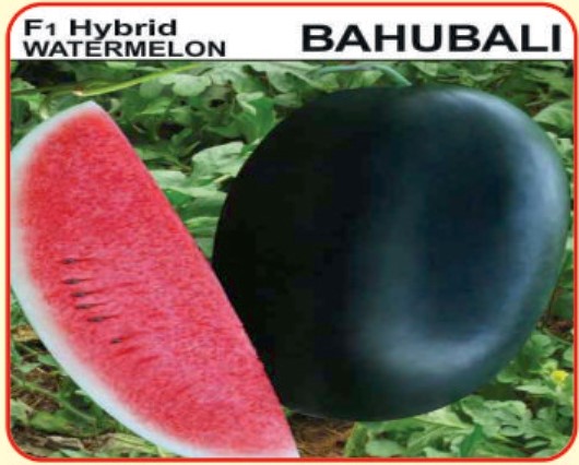 Alaknanda F1 Hybrid Watermelon Bahubali