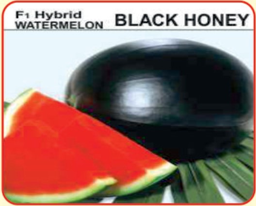 Alaknanda F1 Hybrid Watermelon Black Honey