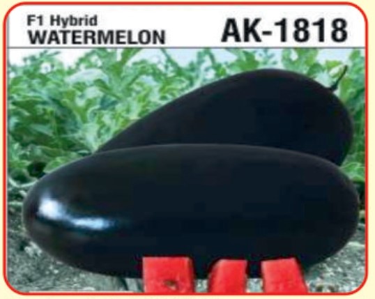 Alaknanda F1 Hybrid Watermelon AK- 1818