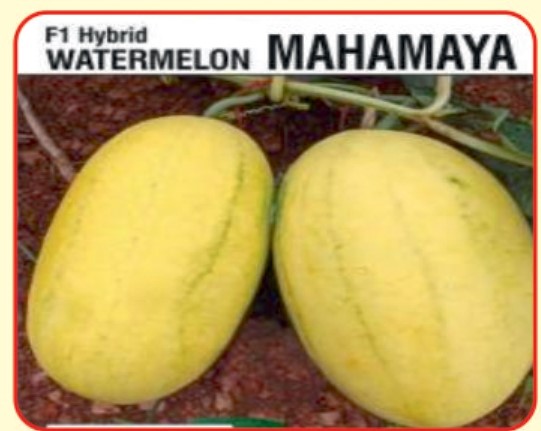 Alaknanda F1 Hybrid Watermelon MAHAMAYA